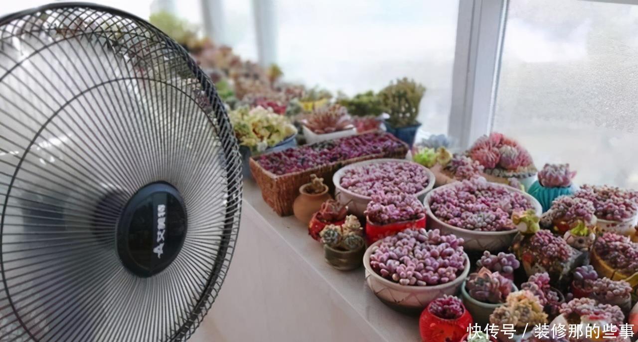 玛格丽特|8种漂亮花,夏天“少浇水”,浇一盆烂一盆,后悔也晚了