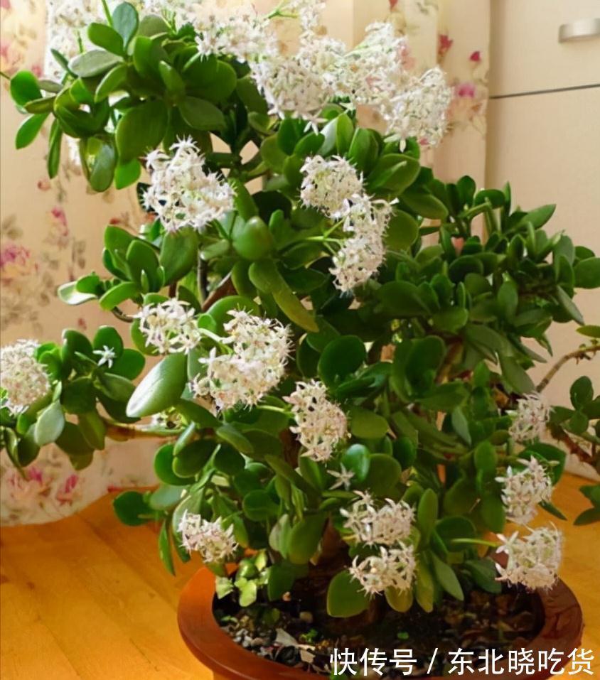 六种“长寿花”，越老越值钱，花开富贵，越养越精贵