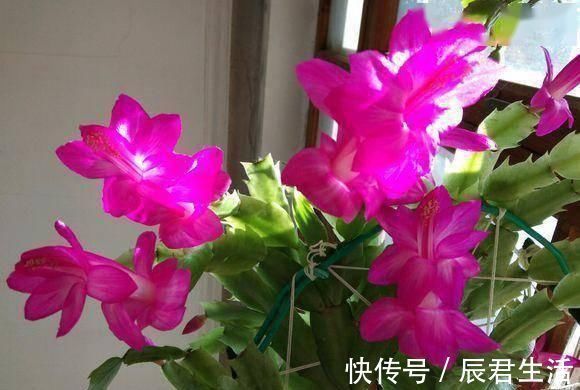 “2种花”往家里养,阳台摆2盆,一年有200多天在开花,太美了