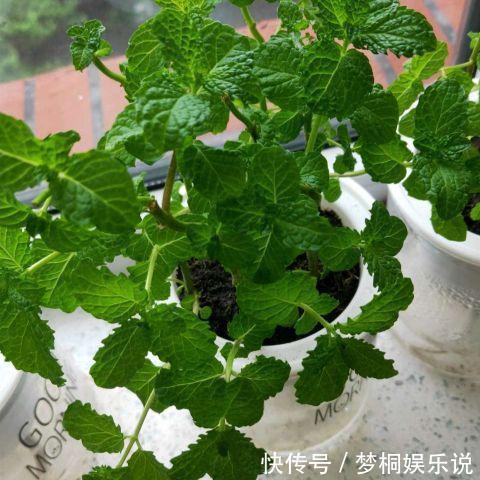 蚊虫不喜欢的三种花,夏季家里务必放一盆,害虫绕道走