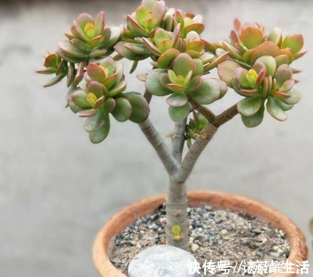 多肉植物|常见的4种多肉植物，也能养成漂亮的盆景，观赏效果更佳！