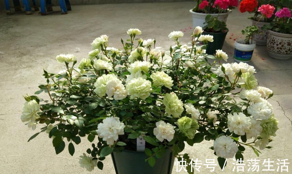 此盆栽植物号称开花机器，全年都开花，种植容易，室内也能种