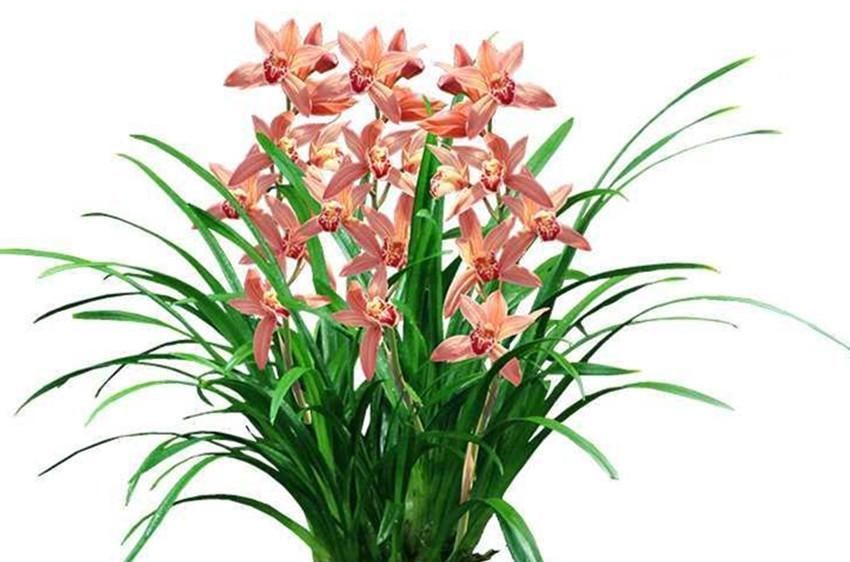 养兰花、君子兰你还施肥吗在土里加它,比肥料长得还好