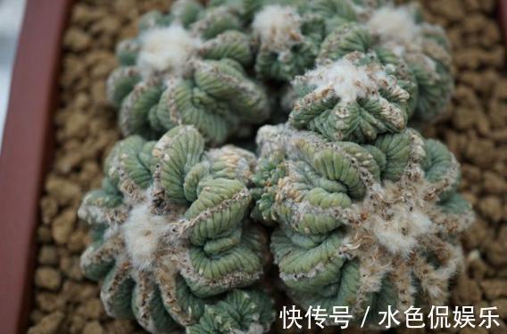 叶片|想要养好多肉植物,就从4方面下功夫,个个叶片厚实又肥美