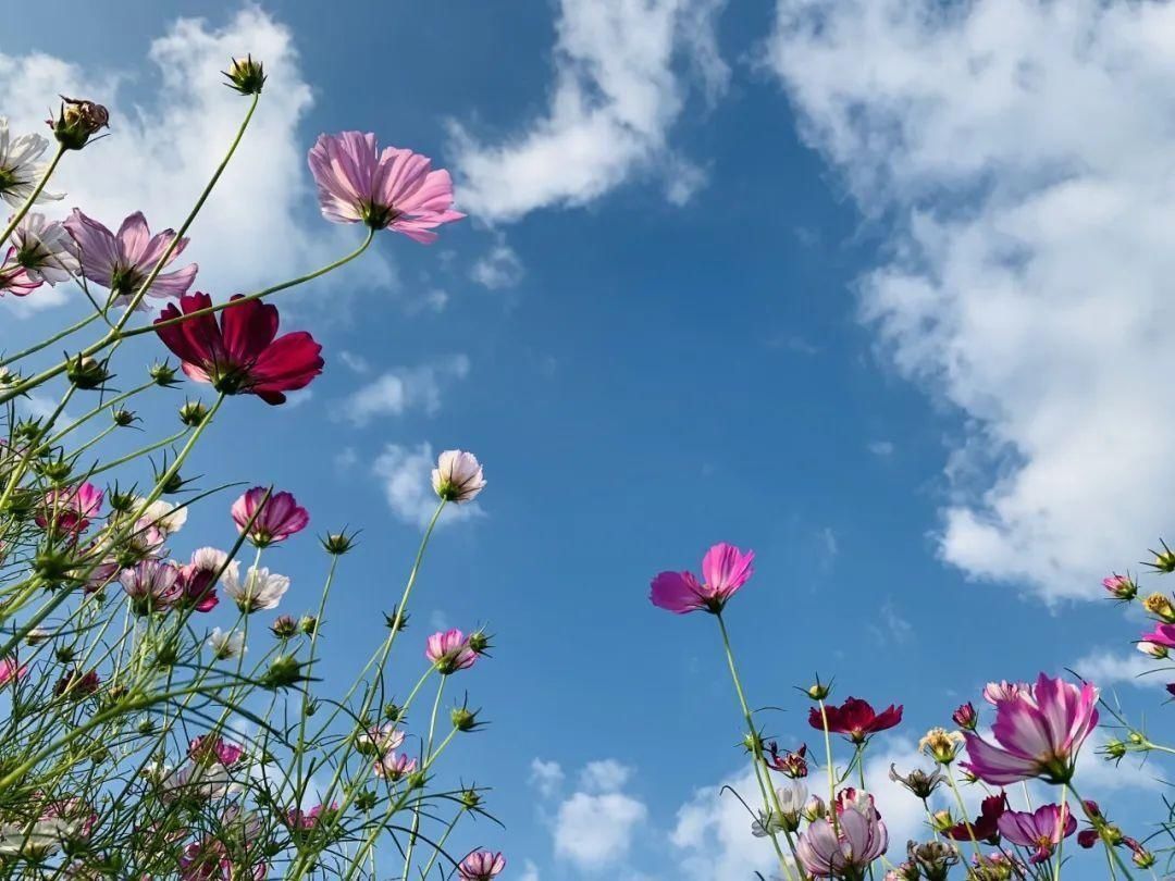 蛟龙航空|格桑花开了，让我们在临沭蛟龙航空主题公园里遇见幸福