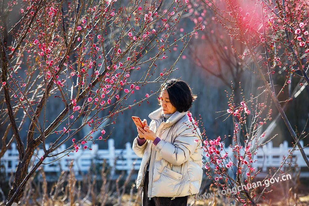 低薪|【春天里的铜川】初春的脚步——红梅花儿开