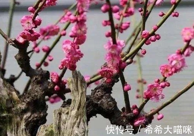 四喜#“宅子现四喜,家中出能人”是什么意思?这四喜指的是什么?