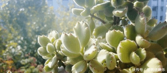 片叶|4片叶的熊童子,1年内终于养出熊样了