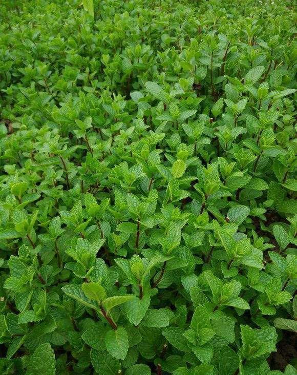 种花|3种花很强悍,盆栽容易爆盆,地栽需三思,泛滥成灾难清除