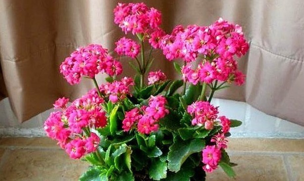 花开富贵|长寿花最爱的“3种”食物,各个都是大补药,比花肥好,花苞量多