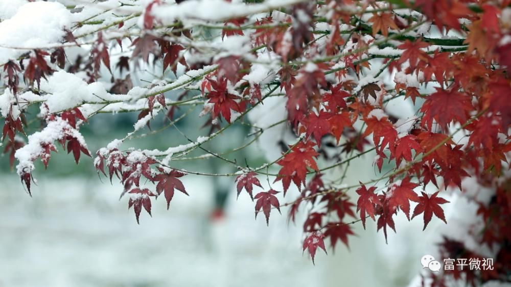 银装素裹|雪舞富平：银装素裹宛如仙境