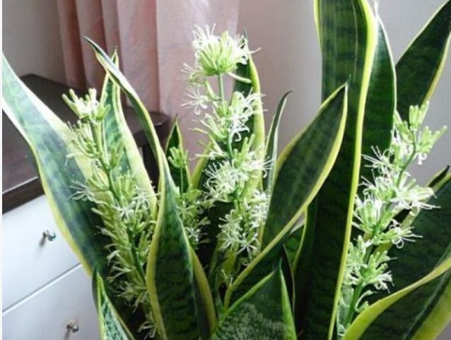 “3种花”超好养,枝叶漂亮、净化空气,家里变得天然氧吧