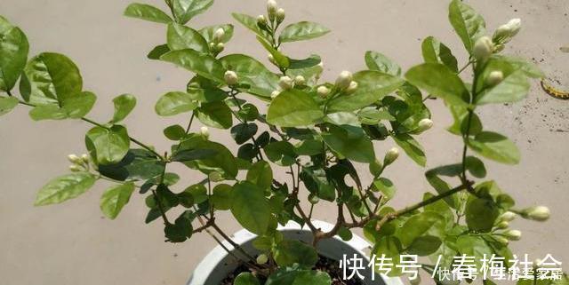 盆栽茉莉花，冬天这样养，枝条壮实好过冬，明年还能开5茬！