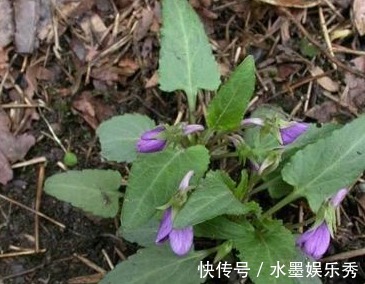 药用价值|农村以下常见的野草,能清热解毒,凉血消肿,清肝明目,你认识吗