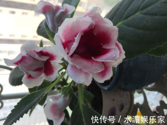 爆盆|大岩桐,好难听的名字,漂亮赛玫瑰,这么养开花爆盆就是半年