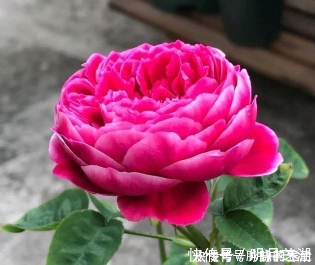 植株|这花开得太漂亮了,简直就是神仙颜值,难怪大家称它为“妖花”!