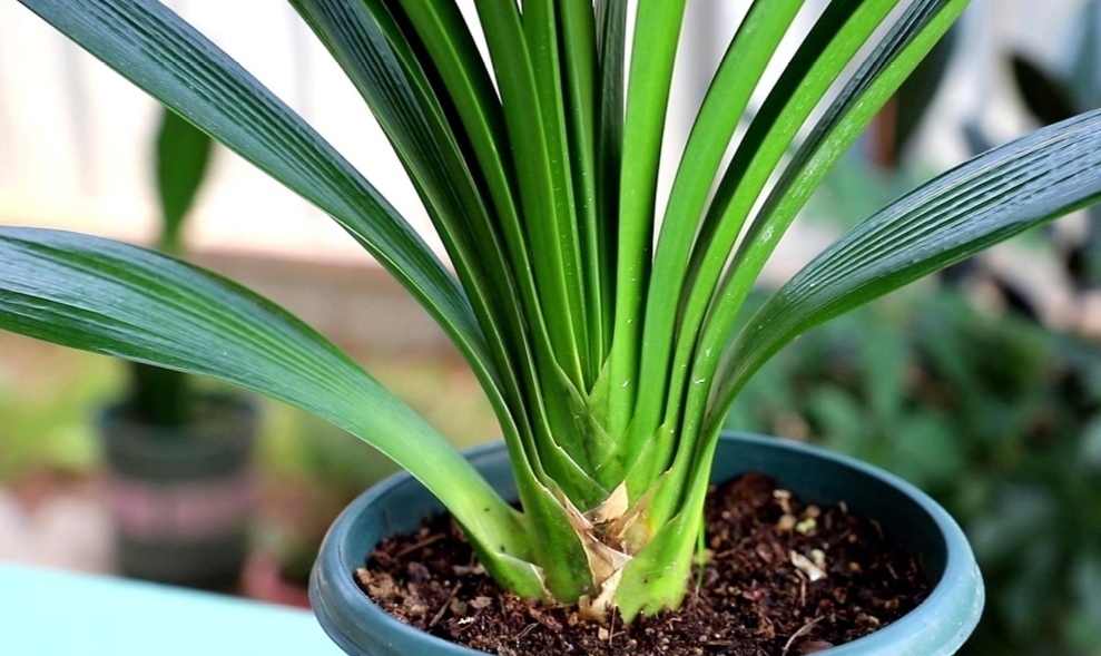 新叶|君子兰不长新叶片,养护上出现问题,很好解决