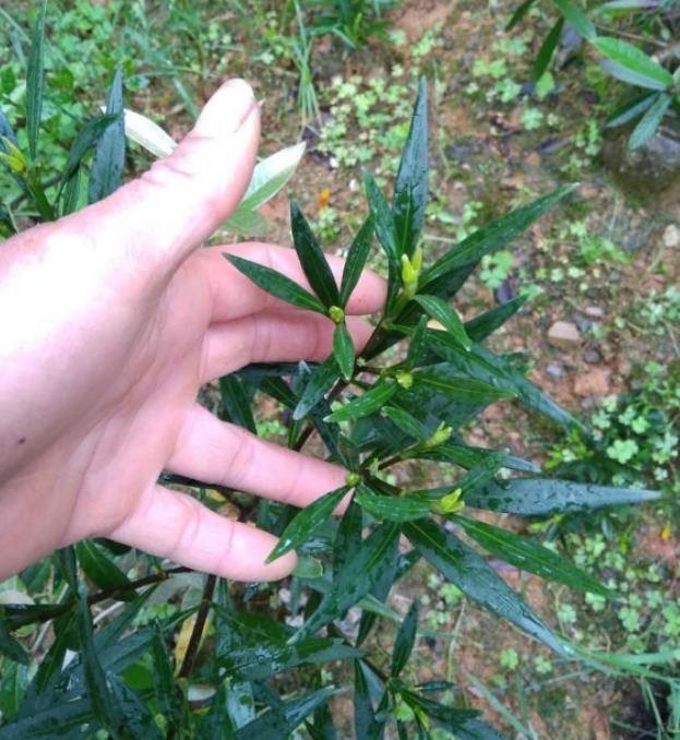栀子花居然也有这么多品种，一个比一个香，叶子越小越值钱！