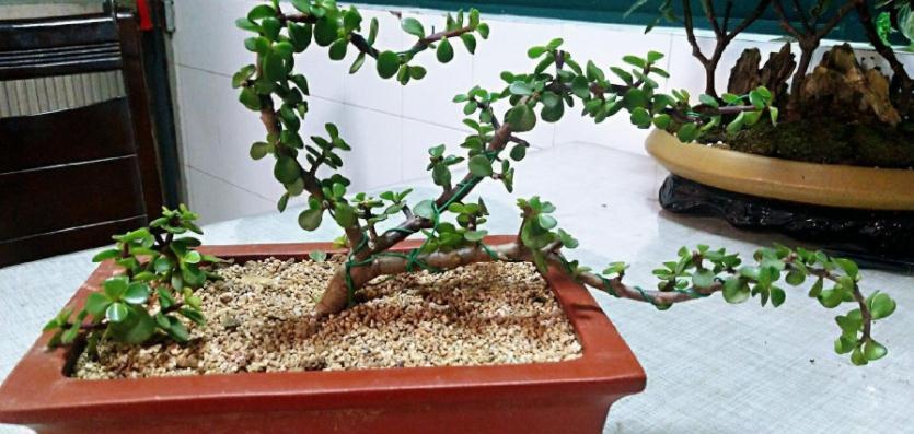 养金枝玉叶，按“这”方法盆栽，枝叶长得旺，极具观赏价值