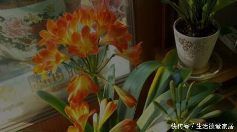 李大爷|李大爷只用它养君子兰,不花一分钱,1年开花2次全都爆盆