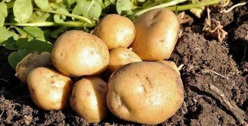 发作|胃不好的人，这些食物尽量别吃，别到胃病发作时才知道