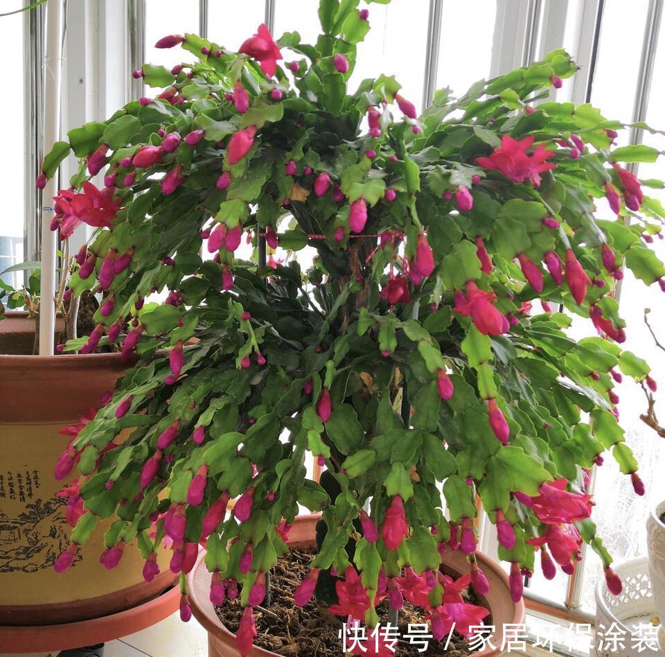 浇水|6种花,最怕热,30度就黄叶,再乱浇水,容易“烂根”