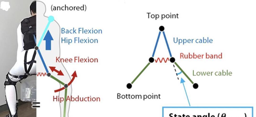 膝关节|这套“人造肌腱”装备，可保护你的老腰｜Science子刊