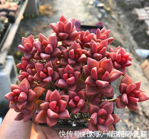 5种多肉,皮实又好养,长出状态美美哒,适合新手!