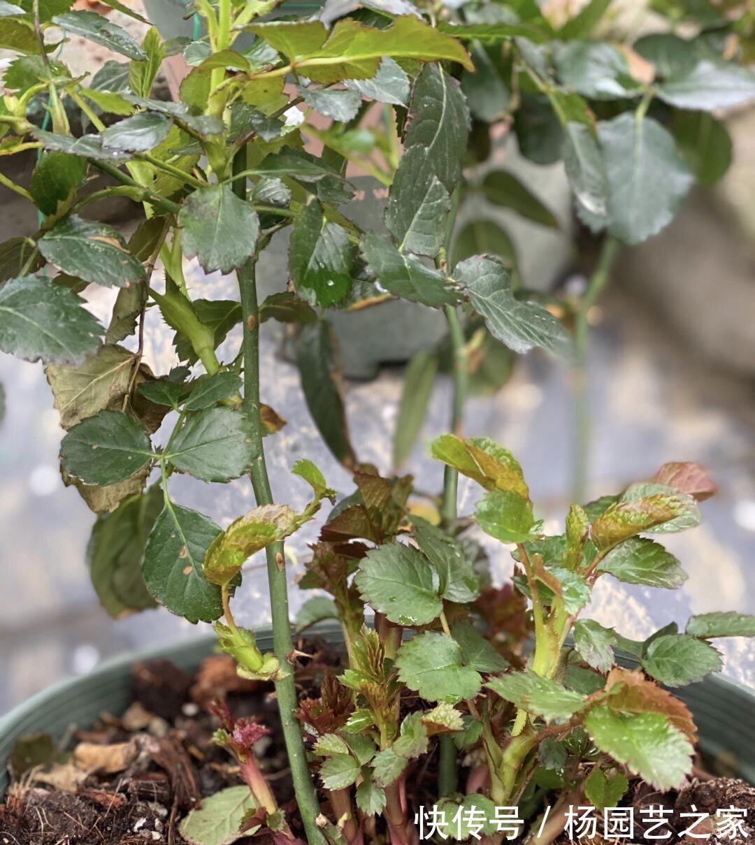 金满枝|气温升高,月季花越开越小?知道5个原因,就能开大花了