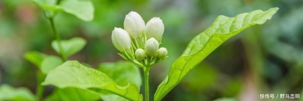 茉莉花只长叶子不开花是什么原因及解决办法