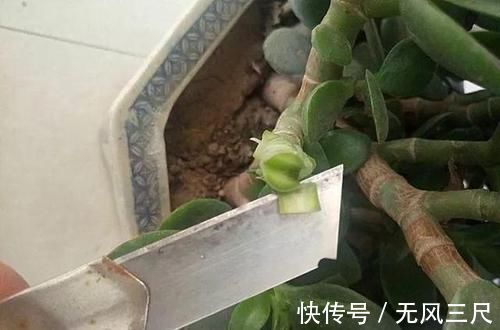 砧木|长寿花教你一招,老桩来的快,开的花也多,现在养护正当时