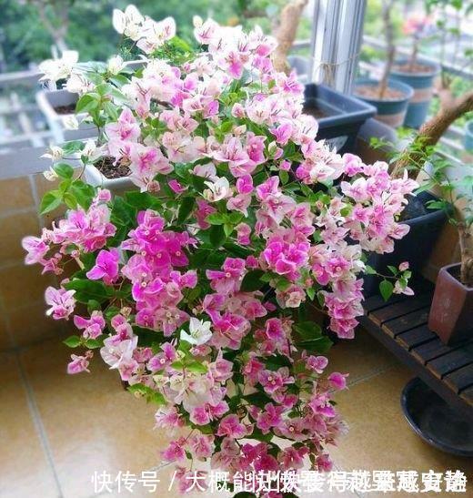 杨桃仔|家里就养5种花，耐旱又耐晒，开花红红火火，旺财又旺运！
