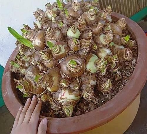 朱顶红养成古董,养了10多年,一盆50个球,水缸都长满了