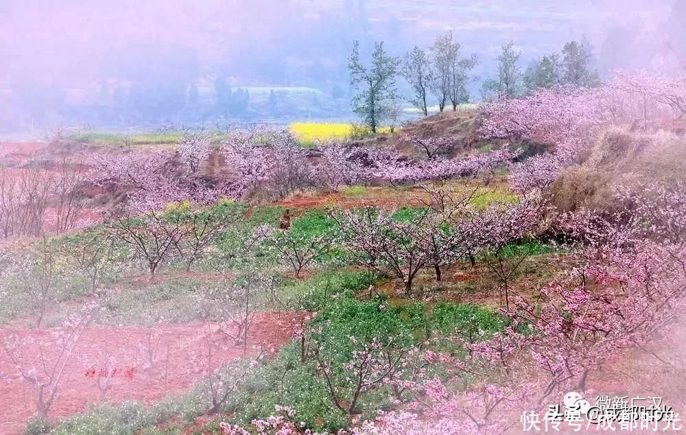 中年|成都附近 2万多亩桃花圣地即将盛开 不是龙泉哦