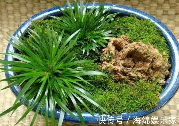 此种绿植叶片比香水还香，放浴室清除异味效果好，管理相当省心
