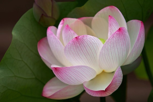 心理测试凭感觉选一朵佛性莲花,测背地里