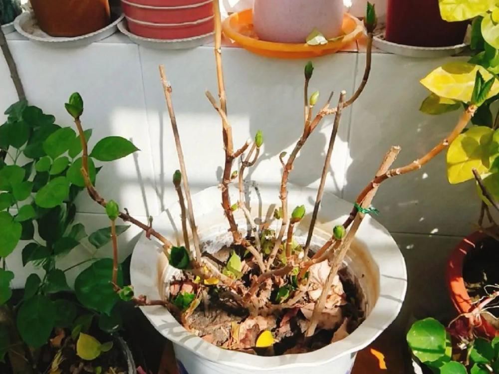 休眠|9种花,必须低温春化,冻满1个月以上才行!