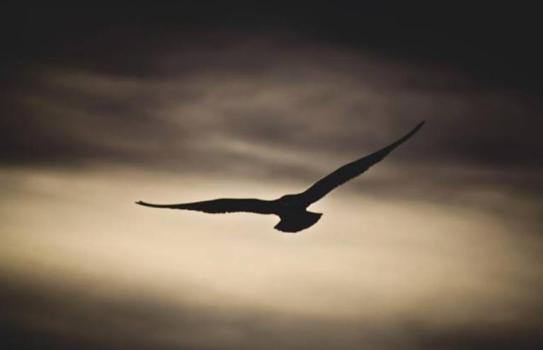 苏轼很孤独的词,最后一句惊艳900多年,却有不识货的觉得有语病