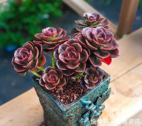 复合肥|多肉植物爱吃2种肥,根系健壮,叶子肥厚,养成老桩