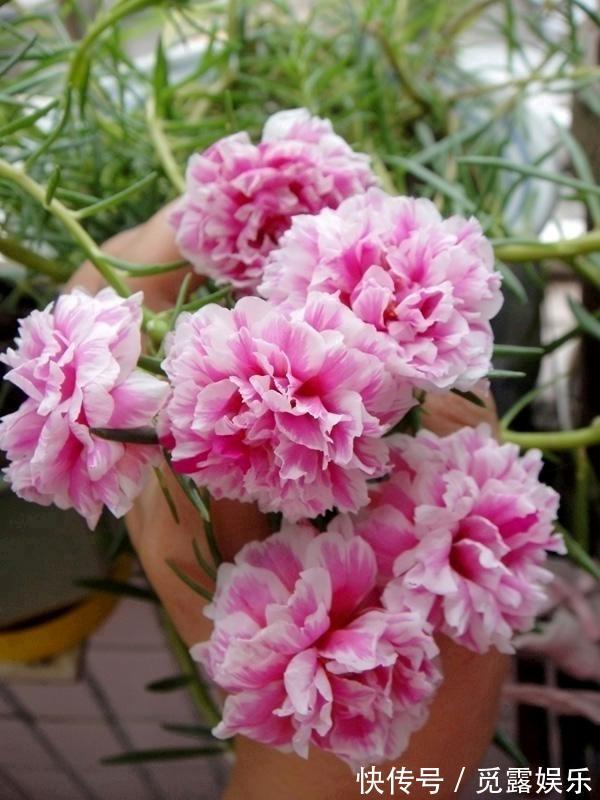 家有小院,养几种“不死花”,年年不用管,花开绚烂,延绵不断