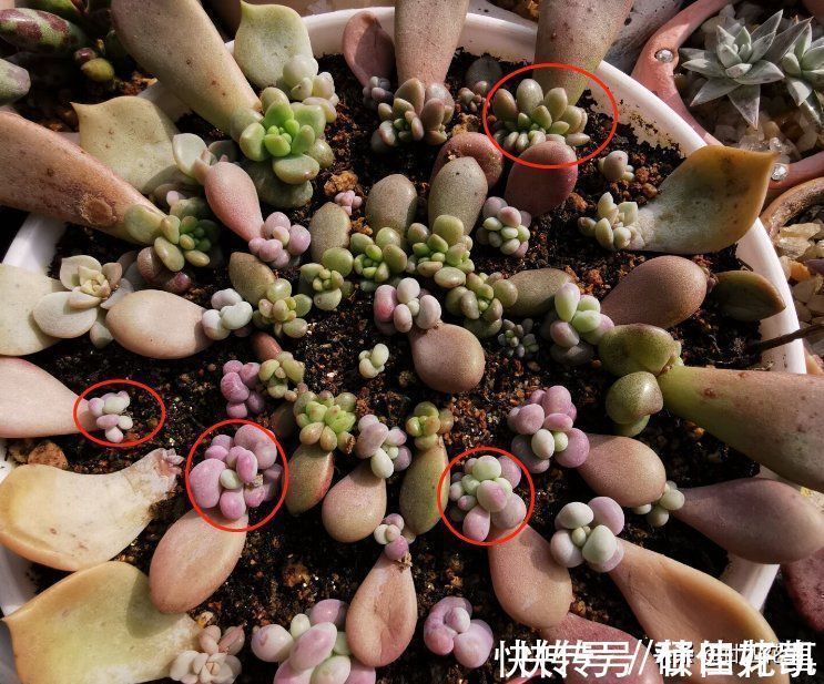 变群生|多肉一直独杆单头?6个小方法,轻松长满侧芽,独苗爆头变群生