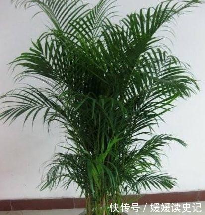 家里养3种耐阴花，皮实又好养，空气清新，更有观赏性