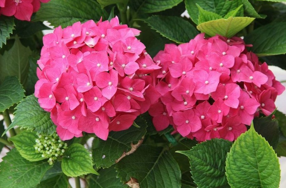 4种“耐阴花”,光照少也能“年年开花”,比吊兰好养“10倍”