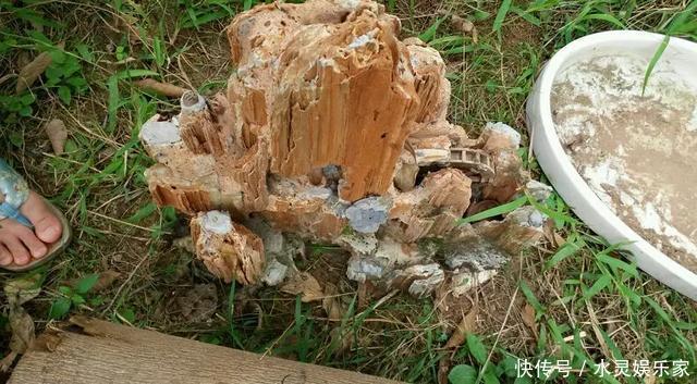 路边一堆“名贵花”,丢人也要捡,捡回家养2个月就开花!