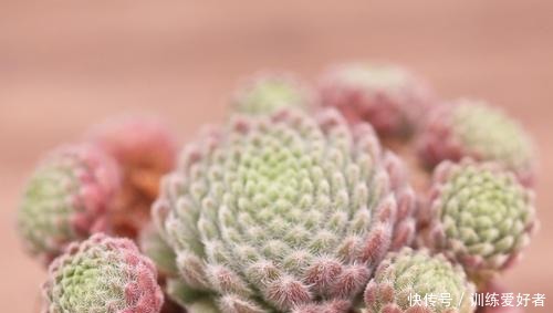 5种少见的多肉品种,个顶个的价格贵,不是多肉爱好者见都没见过!