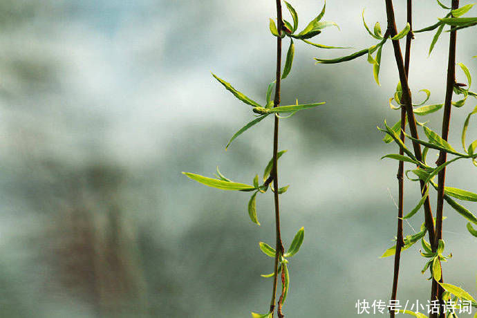 柳树$咏柳诗词何其多,而王观的这首咏柳词却能脱颖而出,它好在哪里?