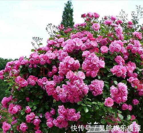 想要月季花开出“繁花”景象，这几件事要做好，5分钟学会！