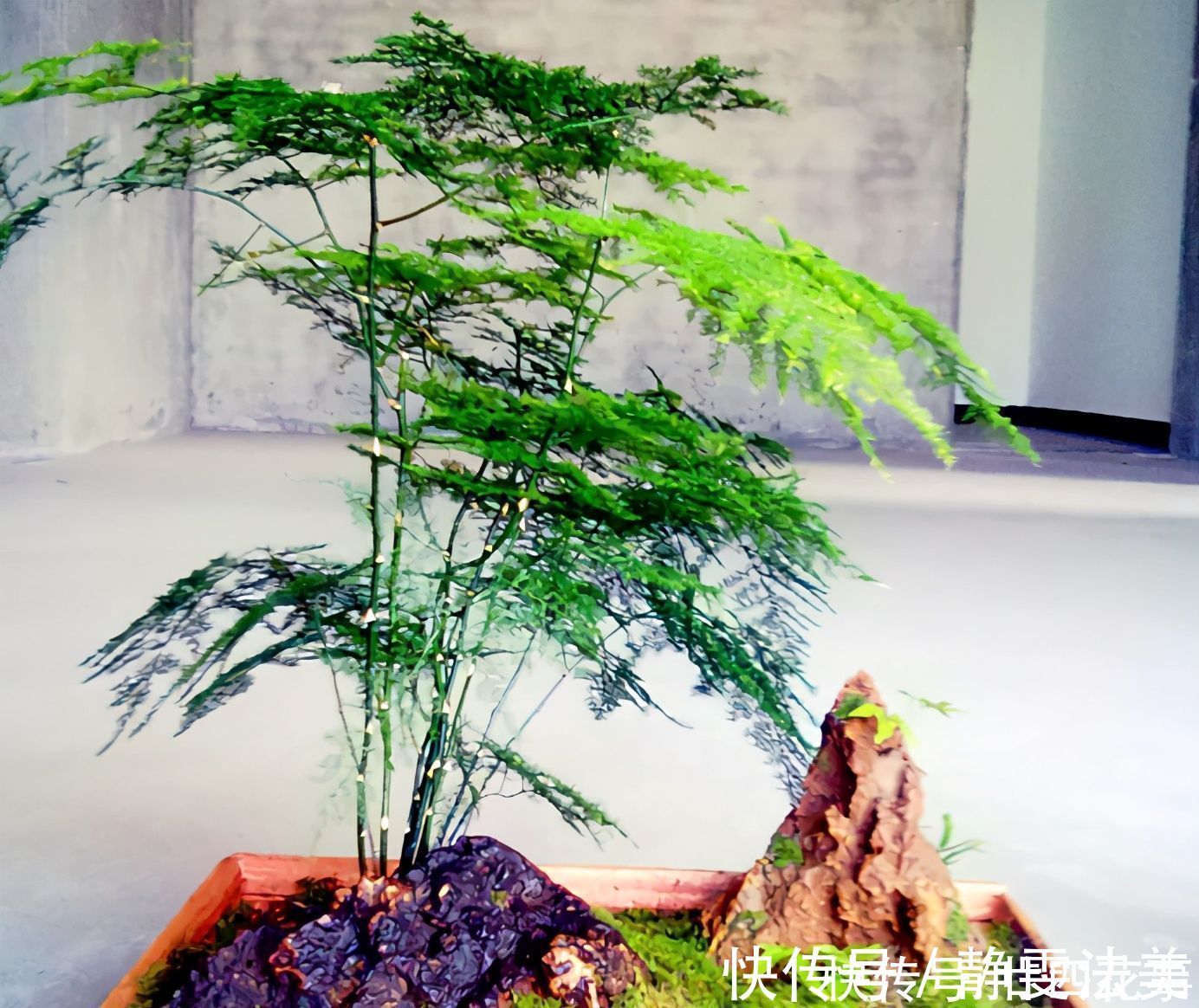 铜钱草|养6种花,手不能懒,经常“剪一剪”,越剪越爆盆