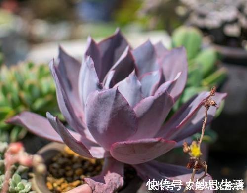 多肉|多肉植物出现3个症状,赶快换盆换土,催一圈侧芽,养成小老桩!