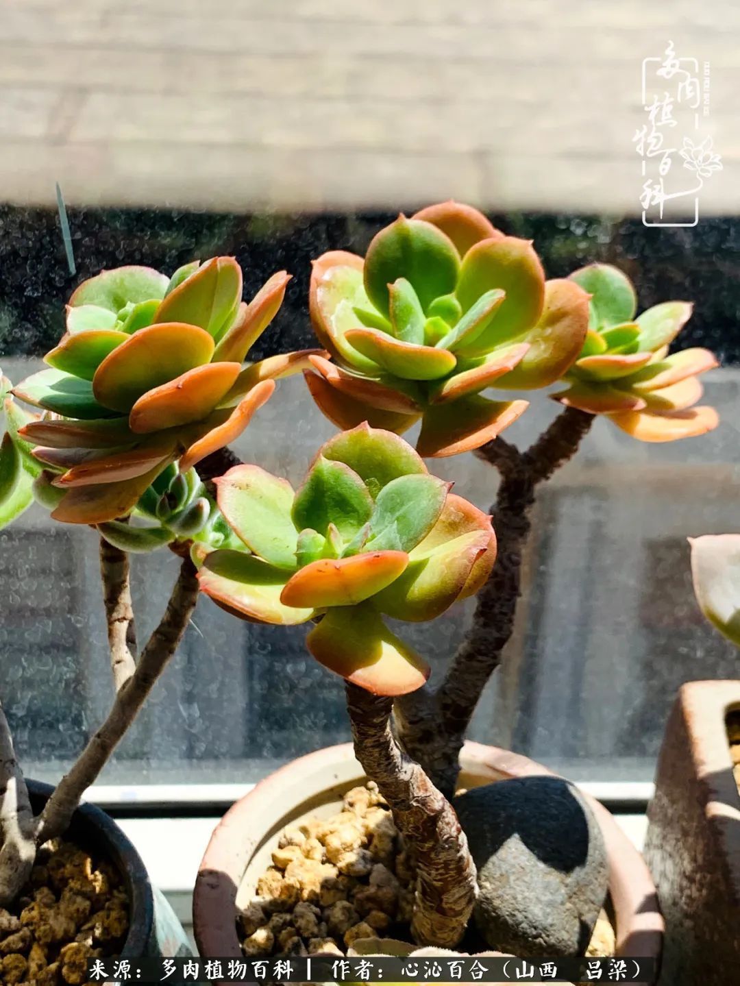夏季的多肉，绿色才是主色调！努力呵护，期待绽放的那一刻！